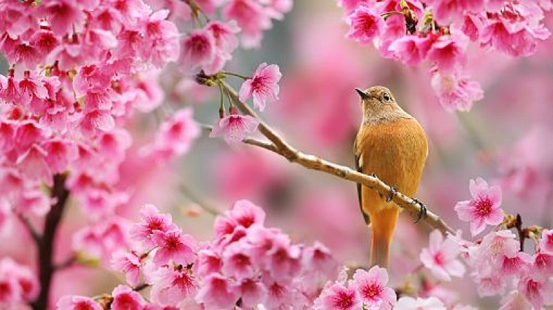 C'est le Printemps!!!