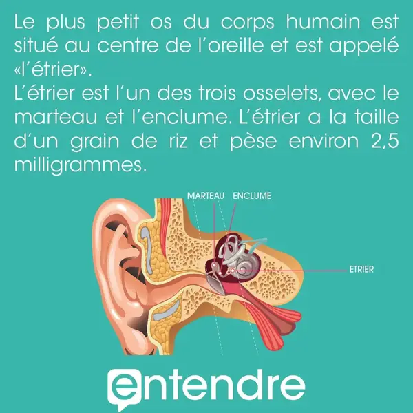 Le saviez-vous ?  L'oreille contient le plus petit os du corps humain !