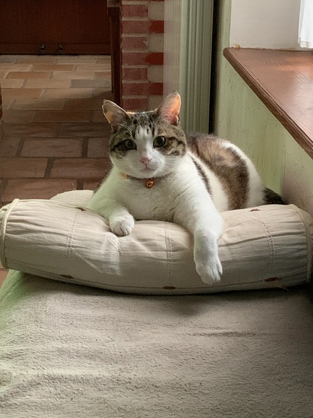 Journée internationale du chat 🐱