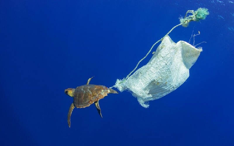 La Journée Mondiale de l'océan